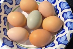 Selling with In-person Payment: NON GMO, pasture grazed, free range chicken eggs (Hampton, VA)