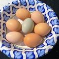 Selling with In-person Payment: NON GMO, pasture grazed, free range chicken eggs (Hampton, VA)