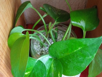 Vente: Bouture sans racine (cut) Pothos Epipremnum Scindapsus 