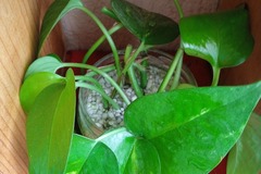 Sales: Bouture sans racine (cut) Pothos Epipremnum Scindapsus 