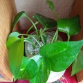 Sales: Bouture sans racine (cut) Pothos Epipremnum Scindapsus 