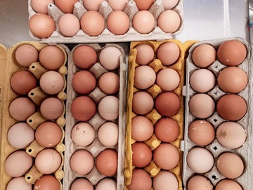 Selling with In-person Payment: Fresh organic large brown chicken eggs (Prunedale, CA)