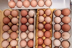 Selling with In-person Payment: Fresh organic large brown chicken eggs (Prunedale, CA)