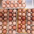 Selling with In-person Payment: Fresh organic large brown chicken eggs (Prunedale, CA)
