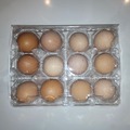 Selling with In-person Payment: FRESH EGGS FREE RANGE LOVED FED OMEGA RICH DIET