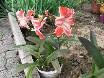 Vente: Magnifiques Amarilys de mon jardin