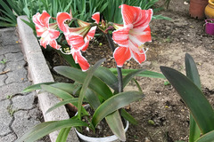 Vente: Magnifiques Amarilys de mon jardin