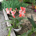 Vente: Magnifiques Amarilys de mon jardin