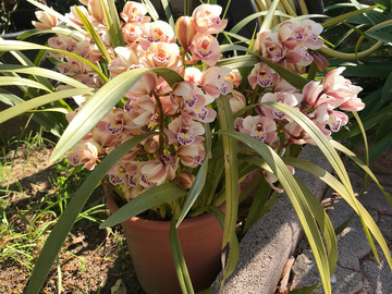 Vente: Superbe Orchidée Cymbidium