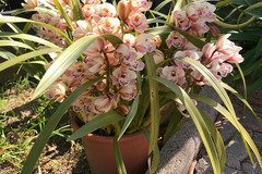 Vente: Superbe Orchidée Cymbidium