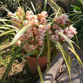 Vente: Superbe Orchidée Cymbidium