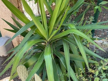 Vente: Yucca