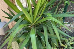 Vente: Yucca