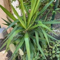 Vente: Yucca