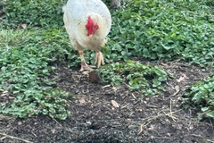 Selling with online payment: Farm fresh chicken eggs (Sarasota, FL)