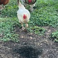 Selling with online payment: Farm fresh chicken eggs (Sarasota, FL)