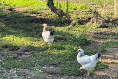 Selling with online payment: Farm fresh chicken eggs (Sarasota, FL)