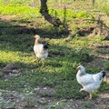 Selling with online payment: Farm fresh chicken eggs (Sarasota, FL)