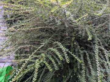 Vente: Cotoneaster 1.50m