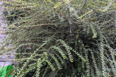 Vente: Cotoneaster 1.50m