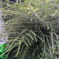 Vente: Cotoneaster 1.50m