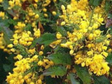 Vente: Mahonia Faux houx