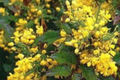 Vente: Mahonia Faux houx