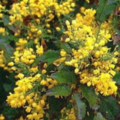 Vente: Mahonia Faux houx