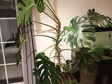 Vente: Monstera Deliciosa 