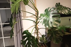 Sales: Monstera Deliciosa 
