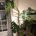 Sales: Monstera Deliciosa 