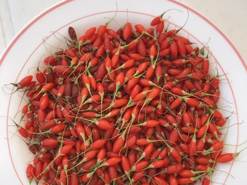 Vente: Arbuste Fruitier Baie de Goji Super-Fruits