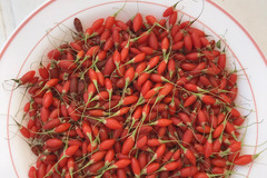 Sales: Arbuste Fruitier Baie de Goji Super-Fruits