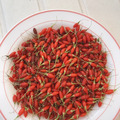 Sales: Arbuste Fruitier Baie de Goji Super-Fruits