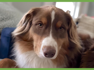  : Rollo