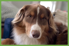  : Rollo