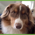  : Rollo