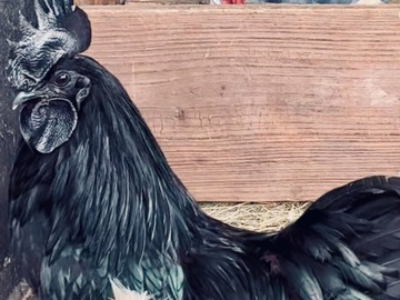 Selling with In-person Payment: Zombie Hatching Chicken Eggs (San Antonio, TX)