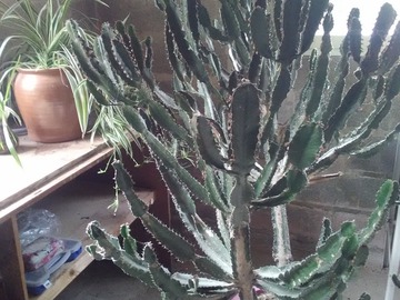 Vente: Euphorbe