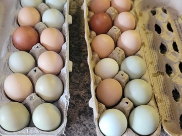 Selling with In-person Payment: Fresh farm chicken eggs (Cambridge, OH)
