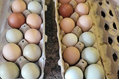 Selling with In-person Payment: Fresh farm chicken eggs (Cambridge, OH)