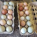 Selling with In-person Payment: Fresh farm chicken eggs (Cambridge, OH)