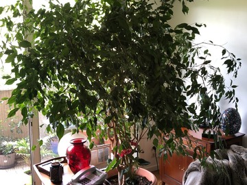 Vente: Ficus benjamina 