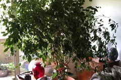 Sales: Ficus benjamina 