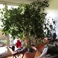 Sales: Ficus benjamina 