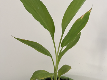 Sales: Curcuma Bio