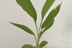 Sales: Curcuma Bio