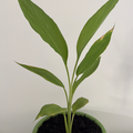 Sales: Curcuma Bio