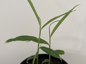 Sales: Gingembre Bio