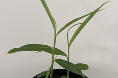 Sales: Gingembre Bio
